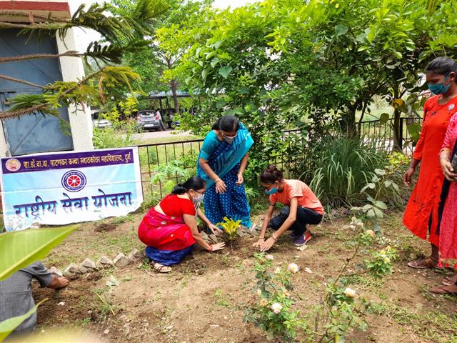 Tree plantation